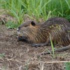 Nutria