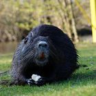 Nutria