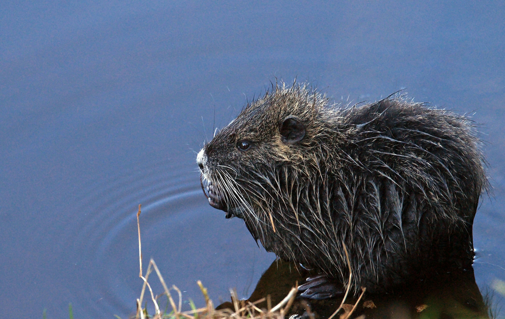 Nutria.