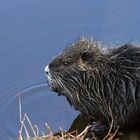 Nutria.