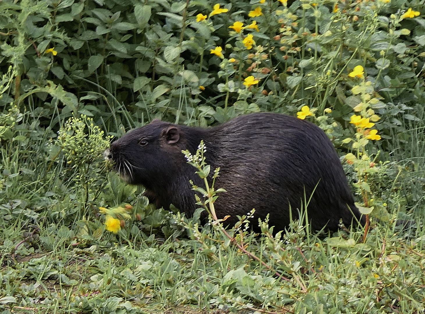 Nutria