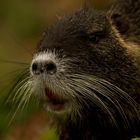 Nutria