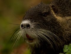 Nutria