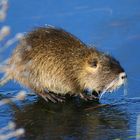 Nutria