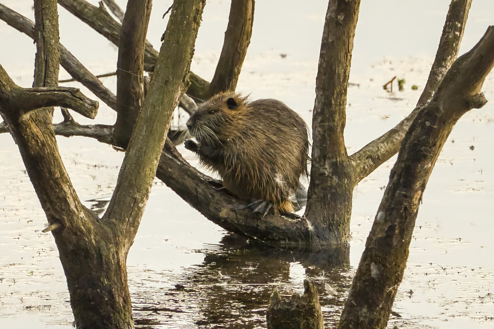 Nutria