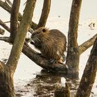 Nutria