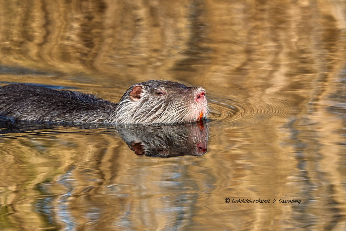 Nutria