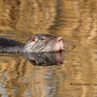 Nutria