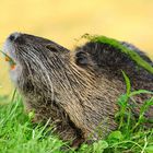 Nutria