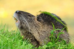 Nutria