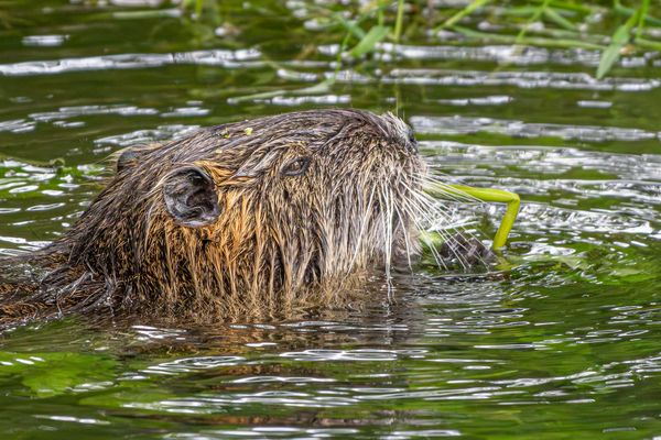 Nutria