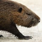 Nutria