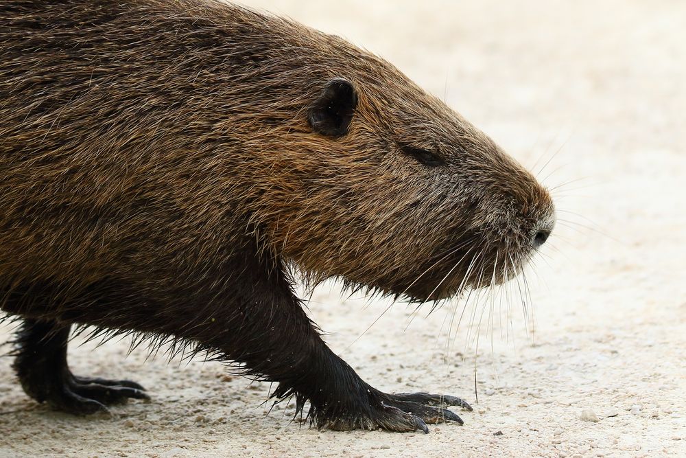 Nutria Foto & Bild | tiere, wildlife, natur Bilder auf fotocommunity