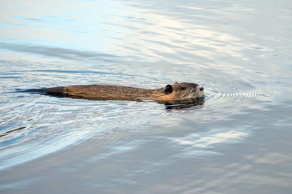 Nutria (3)