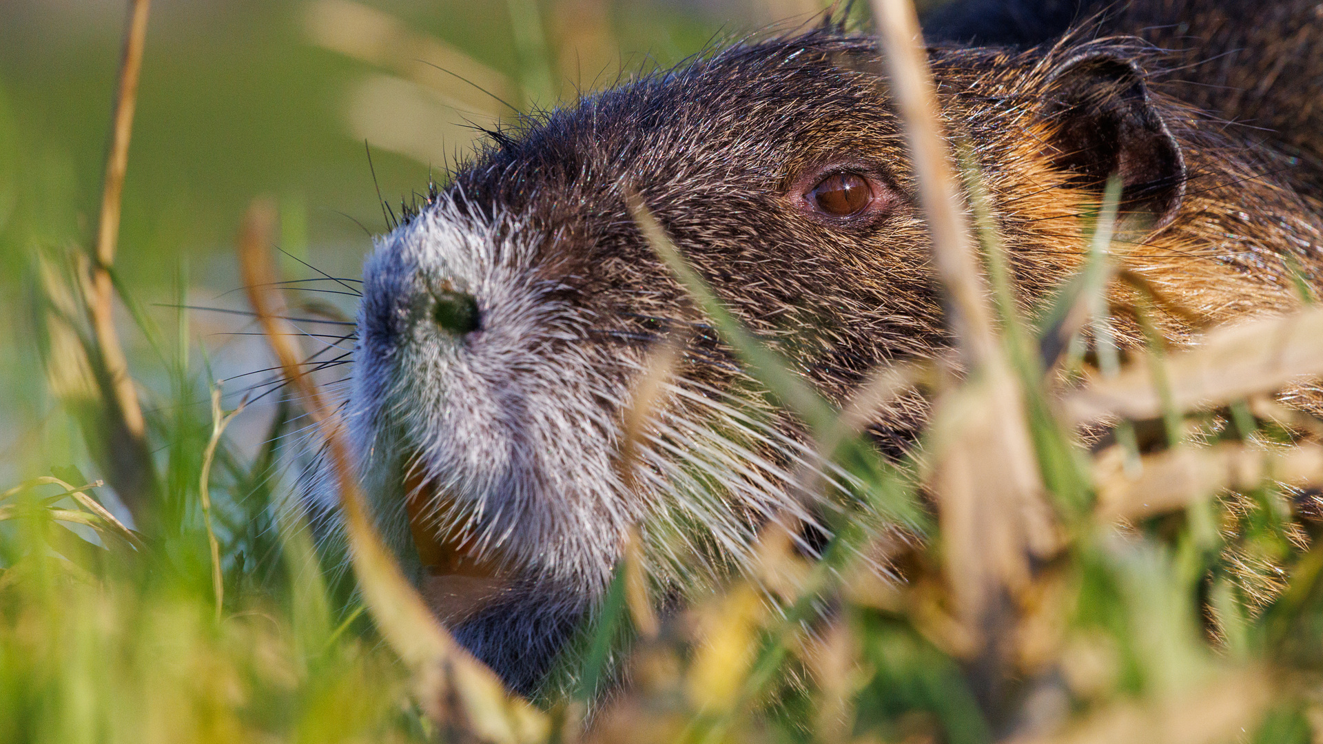 Nutria