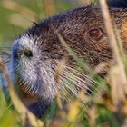 Nutria