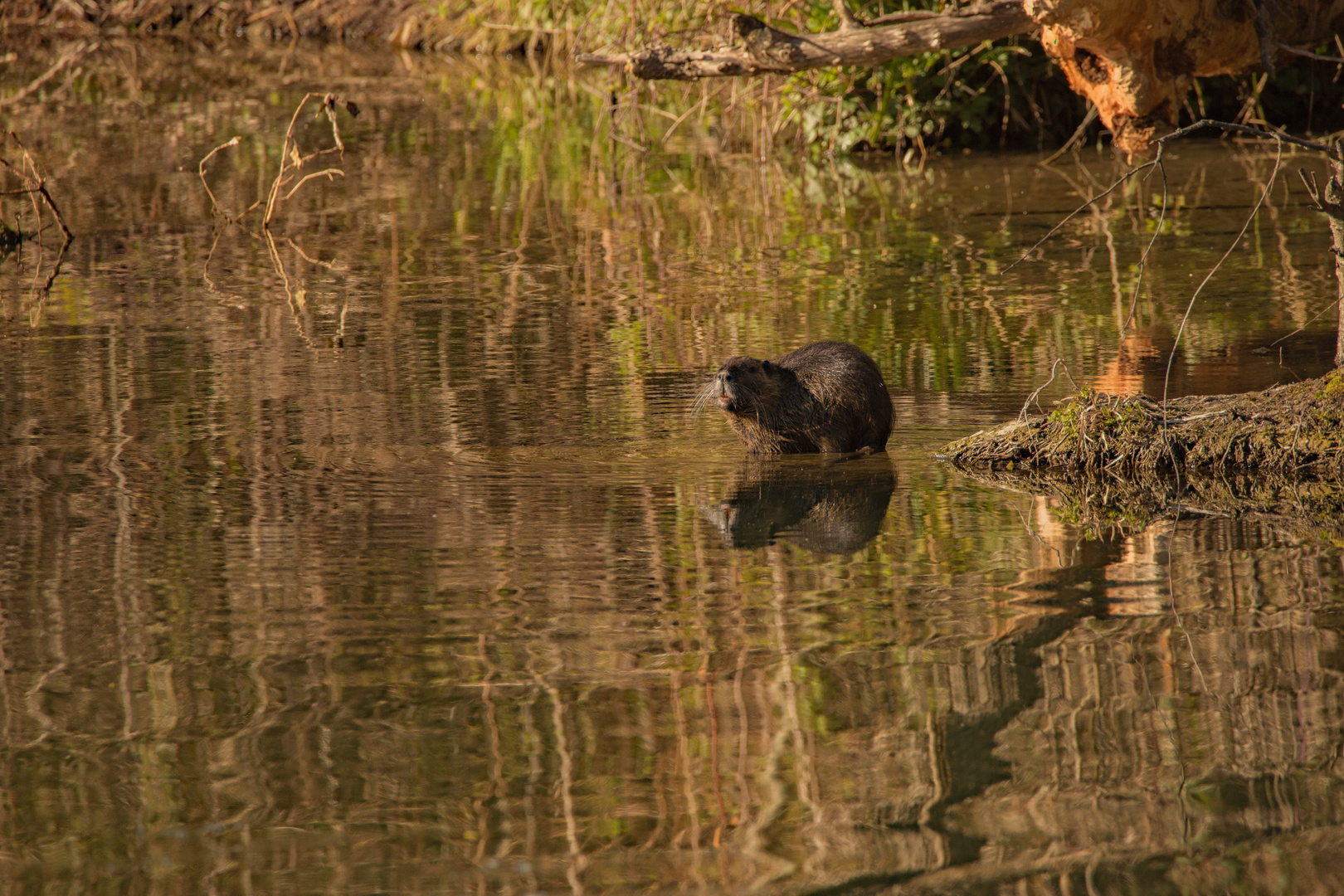 Nutria 