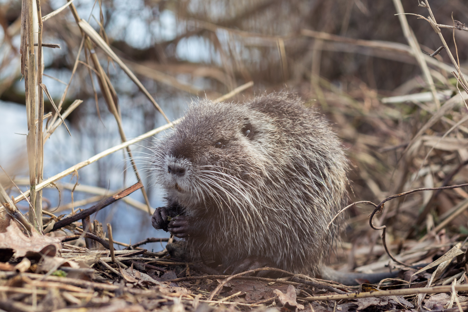 Nutria