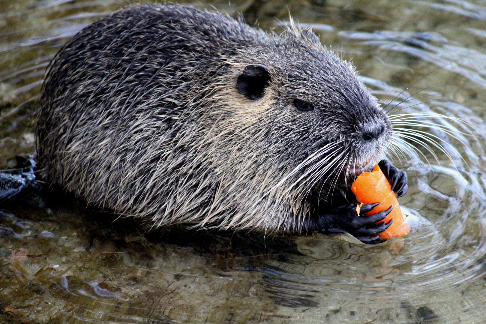 Nutria 