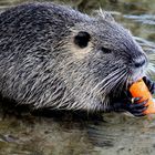 Nutria 