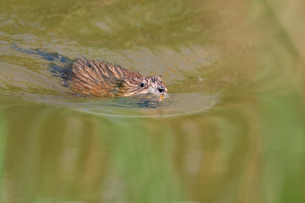 Nutria