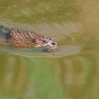 Nutria