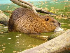 Nutria