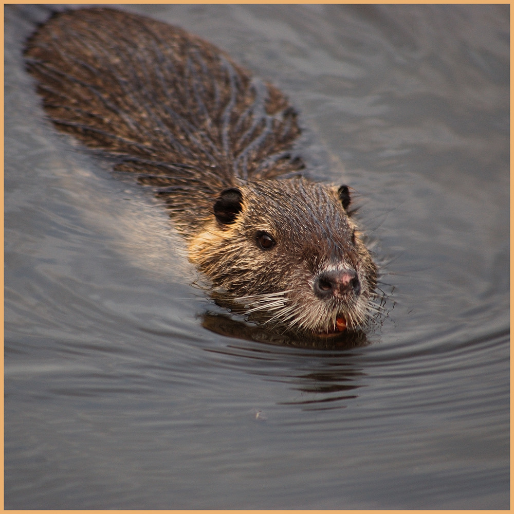 Nutria