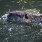 Nutria