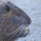 Nutria