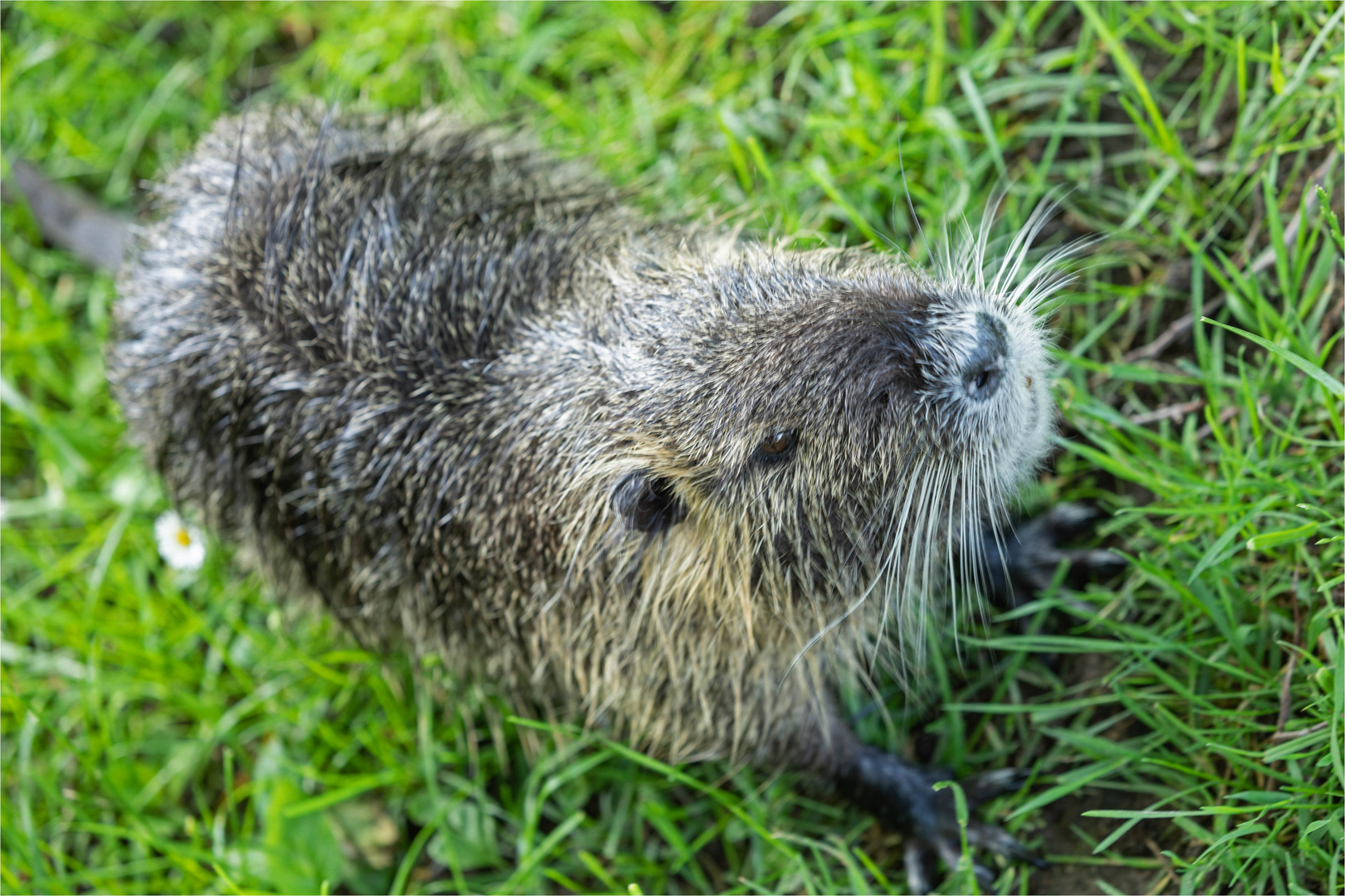 Nutria