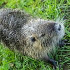 Nutria