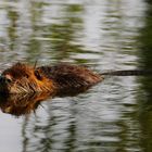 Nutria.