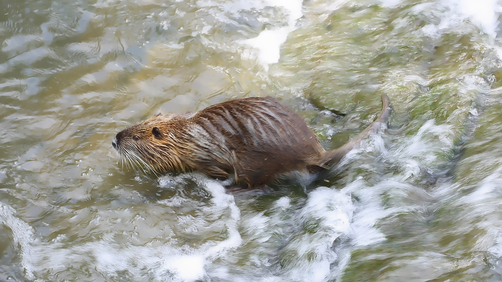 Nutria