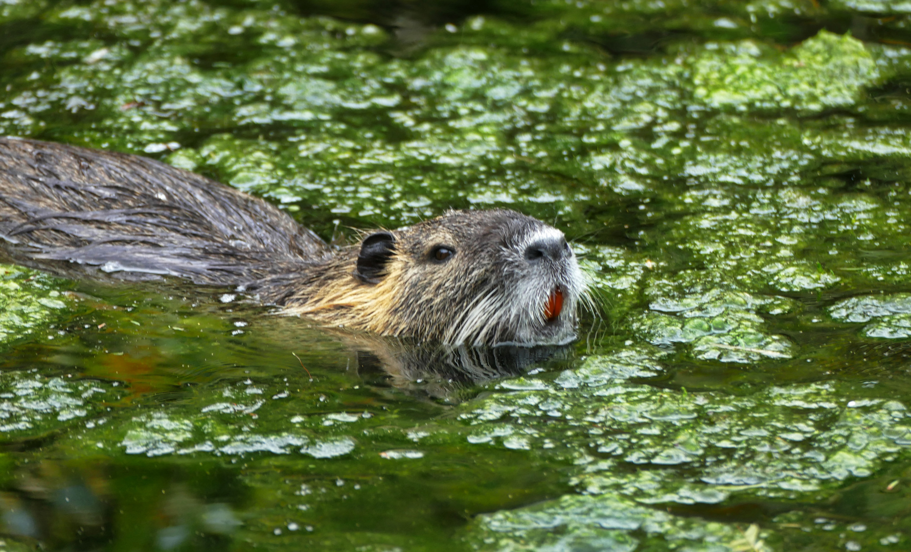 Nutria