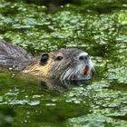 Nutria