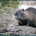 Nutria