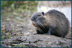 Nutria