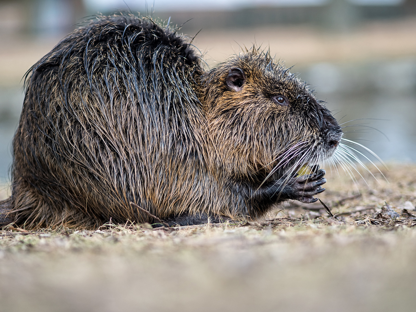 Nutria