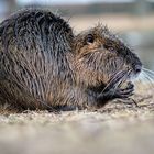 Nutria