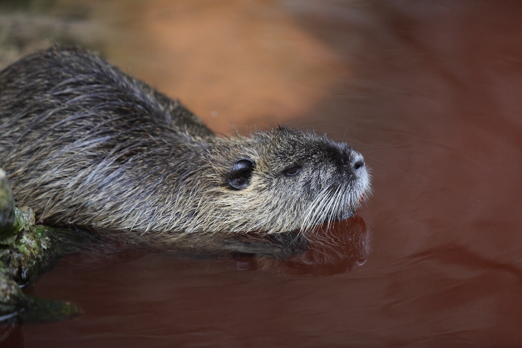 Nutria