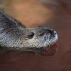 Nutria