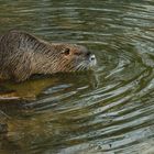 Nutria