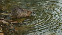 Nutria