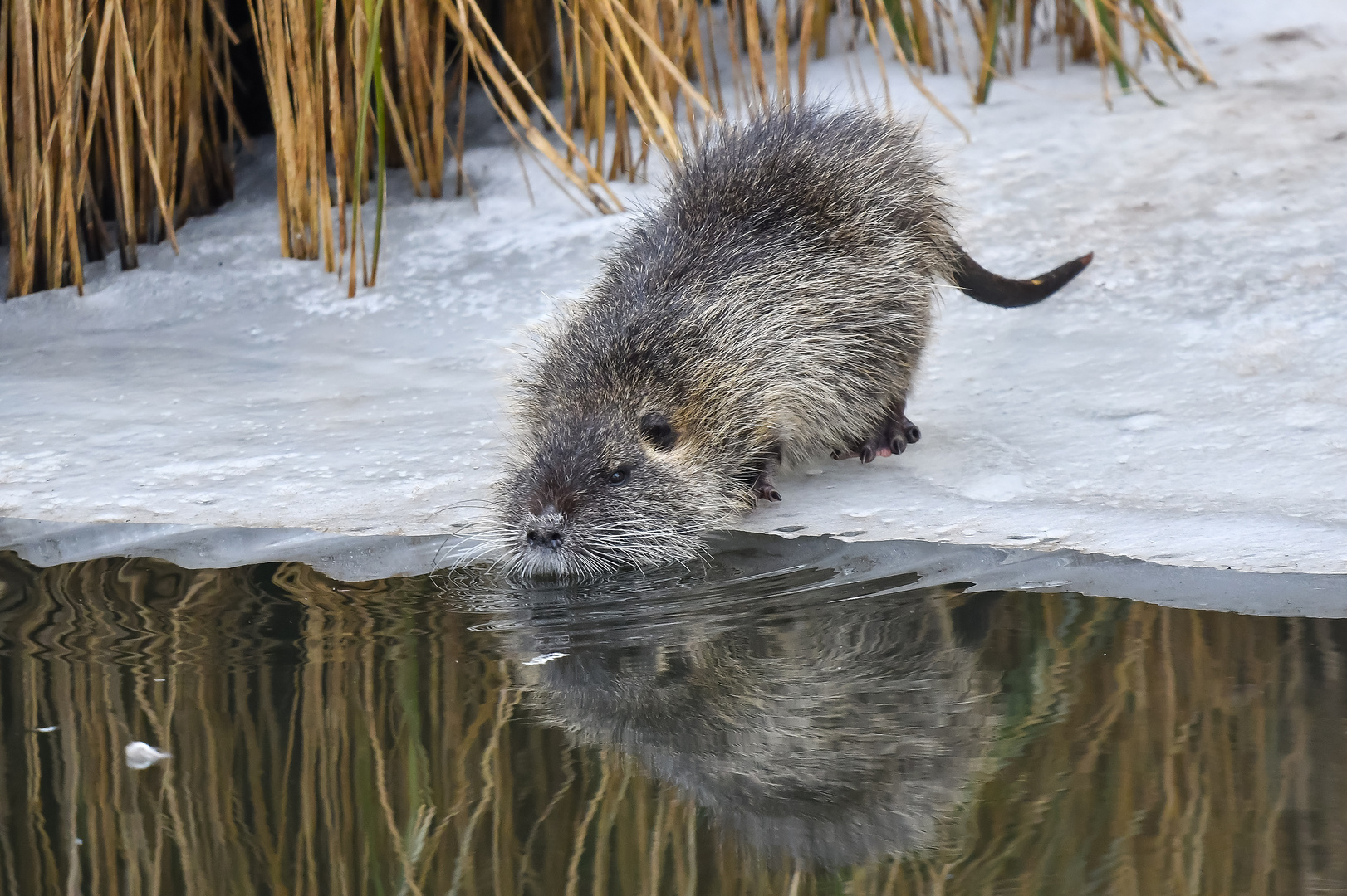 Nutria 