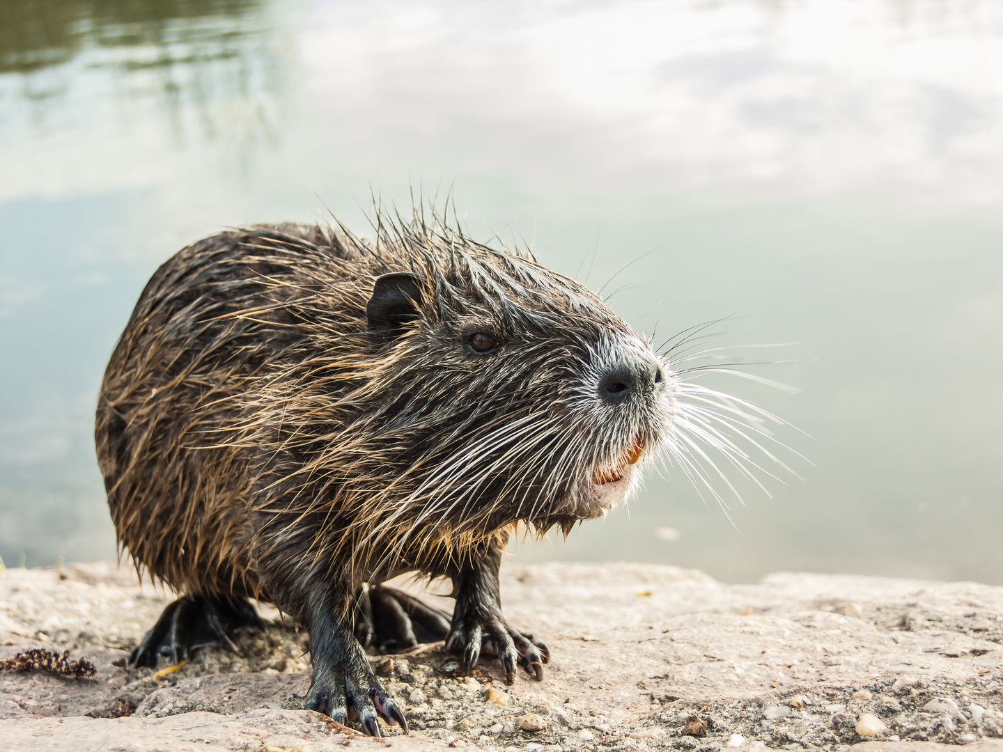 Nutria