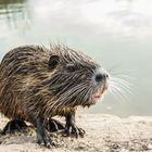 Nutria