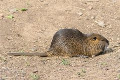 Nutria