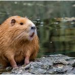 Nutria