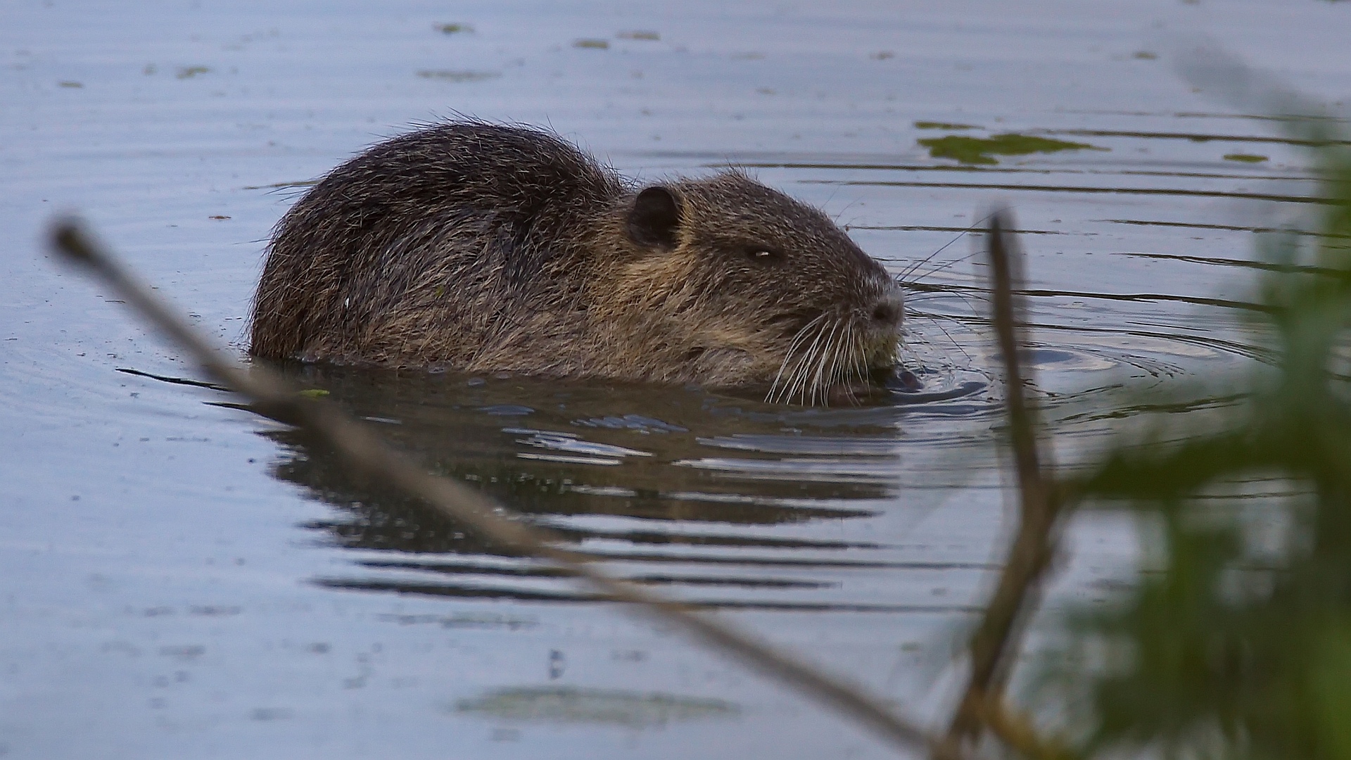 Nutria